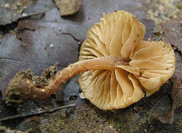 La grande siccita''....ma qui i funghi spuntano lo stesso !